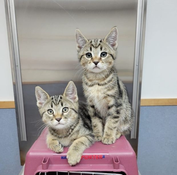 kittens on top of a carrier