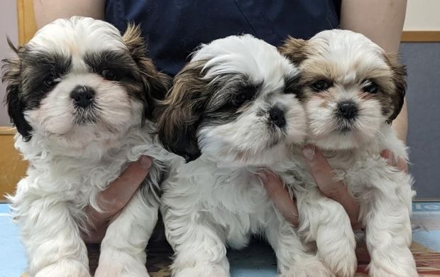 small puppies at vet