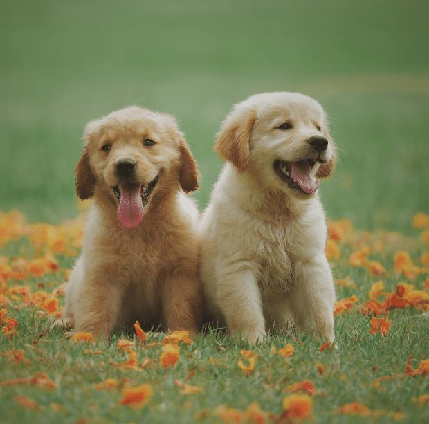 two puppies in a field