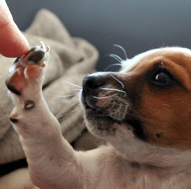 puppy paw touching finger